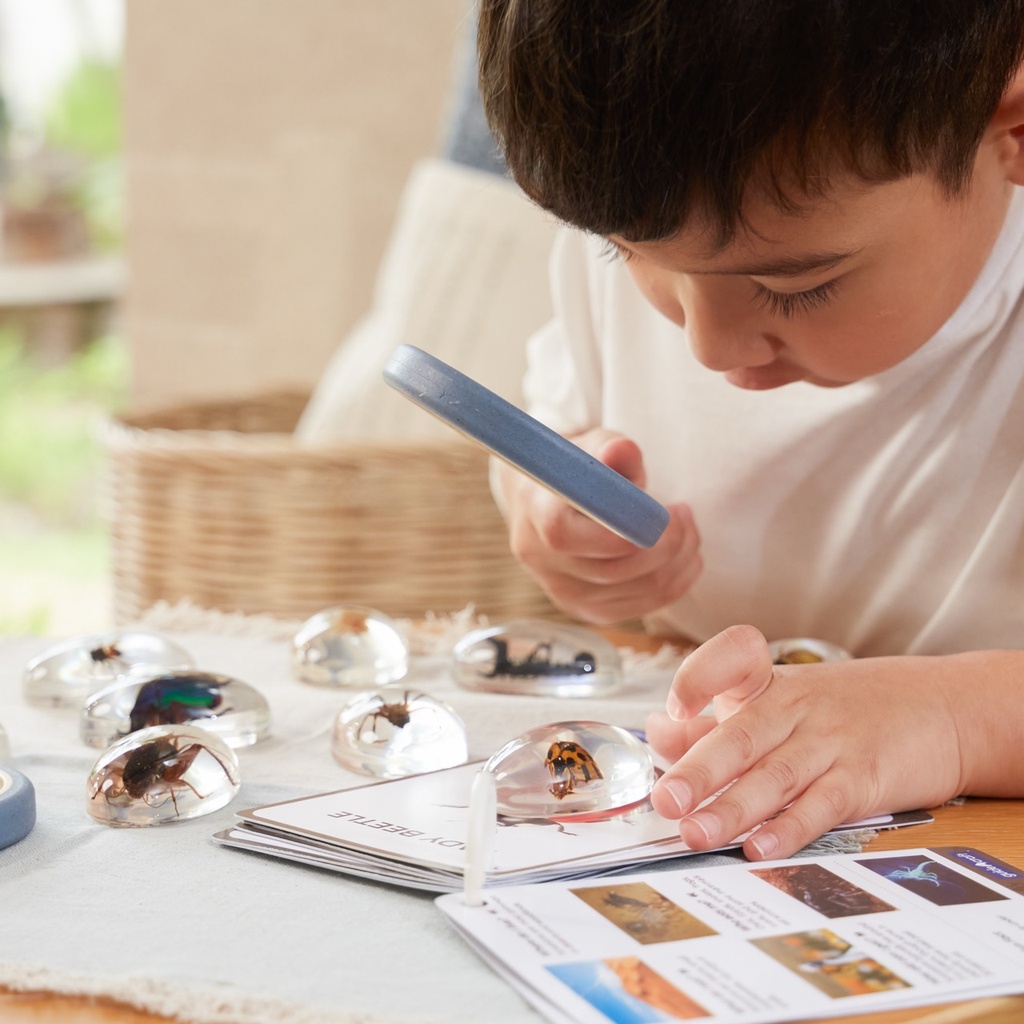 Acryltiere - Insekten