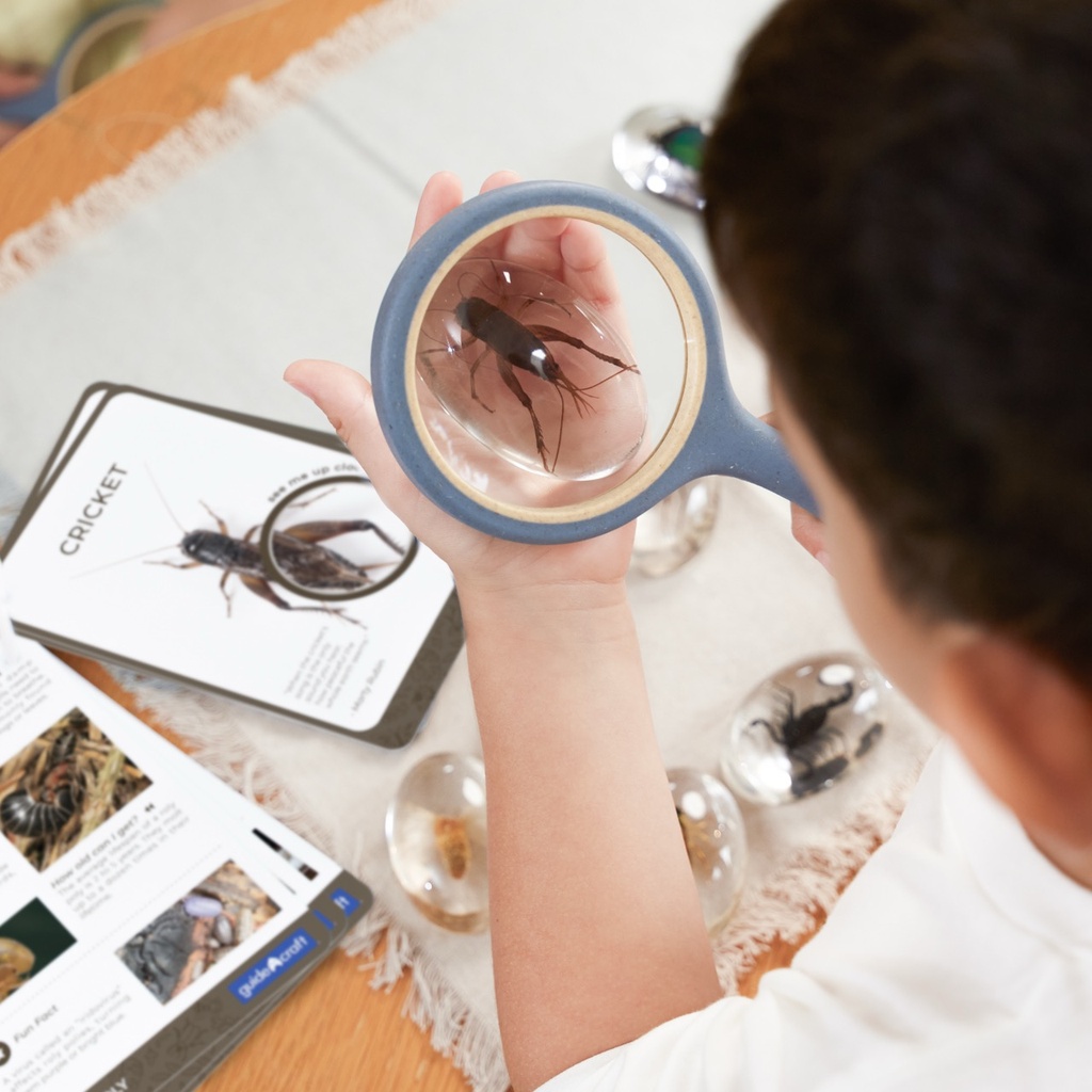 Acryltiere - Insekten